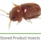 Maatskappy 5 beeld PEST CONTROL SPECIALISTS (PRETORIA CENTRAL & NORTH) Pretoria North Pest control specialists in Centurion GP