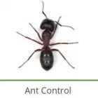 Maatskappy 6 beeld PEST CONTROL SPECIALISTS (PRETORIA CENTRAL & NORTH) Pretoria North Pest control specialists in Centurion GP