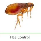 Maatskappy 11 beeld PEST CONTROL SPECIALISTS (PRETORIA CENTRAL & NORTH) Pretoria North Pest control specialists in Centurion GP
