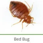 Maatskappy 12 beeld PEST CONTROL SPECIALISTS (PRETORIA CENTRAL & NORTH) Pretoria North Pest control specialists in Centurion GP
