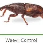 Maatskappy 13 beeld PEST CONTROL SPECIALISTS (PRETORIA CENTRAL & NORTH) Pretoria North Pest control specialists in Centurion GP