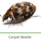 Maatskappy 15 beeld PEST CONTROL SPECIALISTS (PRETORIA CENTRAL & NORTH) Pretoria North Pest control specialists in Centurion GP