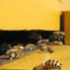 Maatskappy 1 beeld PINTOS BEE REMOVAL Wasp Removal in Durban KZN