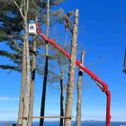 Maatskappy 3 beeld PRETORIA EAST TREEFELLING Tree Felling Or Stump Removal in Pretoria GP