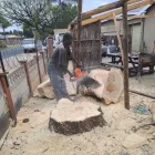 Maatskappy 4 beeld PRETORIA EAST TREEFELLING Tree Felling Or Stump Removal in Pretoria GP