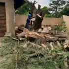 Maatskappy 1 beeld PRO TREE FELLING SANDTON Tree Removal in Sandton GP