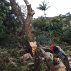 Maatskappy 4 beeld PRO TREE FELLING SANDTON Tree Removal in Sandton GP