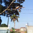 Maatskappy 6 beeld PRO TREE FELLING SANDTON Tree Removal in Sandton GP