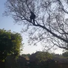 Maatskappy 7 beeld PRO TREE FELLING SANDTON Tree Removal in Sandton GP