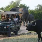 Maatskappy 1 beeld SAFARI WITH US Safari Tour in Kempton Park GP
