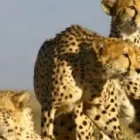 Maatskappy 1 beeld SHARK AND SAFARI ADVENTURE TOURS Vacation Program in Cape Town WC