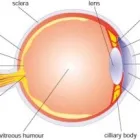 Business 1 image SINOVILLE OPTOMETRISTS Sunglasses in Pretoria GP