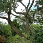 Maatskappy 3 beeld T-SCAPES LANDSCAPING SERVICES Weeding in Durban KZN