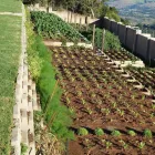 Maatskappy 10 beeld T-SCAPES LANDSCAPING SERVICES Weeding in Durban KZN
