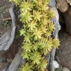 Maatskappy 5 beeld THE SUCCULENT MARKET Spekboom in Port Elizabeth EC
