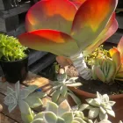 Maatskappy 6 beeld THE SUCCULENT MARKET Spekboom in Port Elizabeth EC