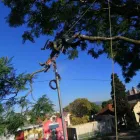 Maatskappy 1 beeld TREE FELLING EDENVALE Tree Felling Or Stump Removal in Edenvale GP