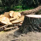 Maatskappy 3 beeld TREE FELLING EDENVALE Tree Felling Or Stump Removal in Edenvale GP