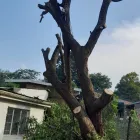 Maatskappy 4 beeld TREE FELLING EDENVALE Tree Felling Or Stump Removal in Edenvale GP