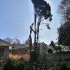 Maatskappy 5 beeld TREE FELLING EDENVALE Tree Felling Or Stump Removal in Edenvale GP