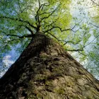 Maatskappy 7 beeld TREE FELLING EDENVALE Tree Felling Or Stump Removal in Edenvale GP