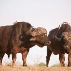 Business 2 image VAYA AFRICA TRAVELS Wildlife Tours in Johannesburg GP