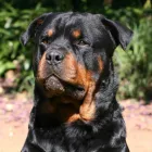 Business 1 image VOM EISENWACHT ROTTWEILERS Training Rottweilers in Pretoria GP