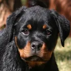 Business 2 image VOM EISENWACHT ROTTWEILERS Training Rottweilers in Pretoria GP