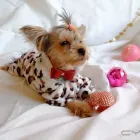 Maatskappy 1 beeld YORKIE CLOTHING Yorkie Clothing in Cape Town WC