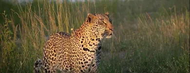 Maatskappy 4 beeld AFRICAN SAFARI GROUP Travel Agents in Cape Town WC