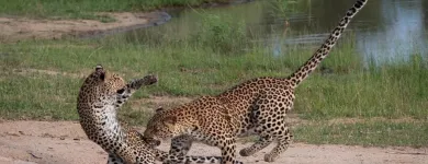 Maatskappy 5 beeld AFRICAN SAFARI GROUP Travel Agents in Cape Town WC