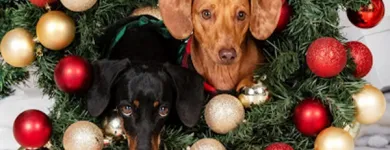 Business 1 image ASHLEIGH K PHOTOGRAPHY Photographers in Sandton GP