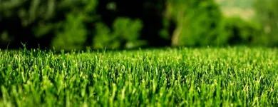 Maatskappy 7 beeld LAWNKING GARDENS® | TREE FELLING & INSTANT LAWN RANDBURG Tree Felling Or Stump Removal in Randburg GP