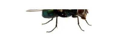 Maatskappy 4 beeld PEST CONTROL SPECIALISTS (PRETORIA CENTRAL & NORTH) Pretoria North Pest control specialists in Centurion GP