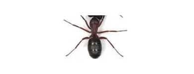 Maatskappy 6 beeld PEST CONTROL SPECIALISTS (PRETORIA CENTRAL & NORTH) Pretoria North Pest control specialists in Centurion GP