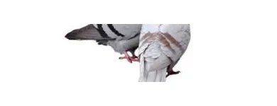 Maatskappy 8 beeld PEST CONTROL SPECIALISTS (PRETORIA CENTRAL & NORTH) Pretoria North Pest control specialists in Centurion GP