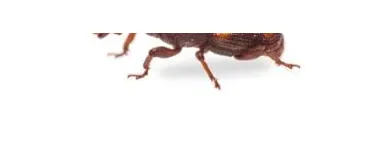 Maatskappy 13 beeld PEST CONTROL SPECIALISTS (PRETORIA CENTRAL & NORTH) Pretoria North Pest control specialists in Centurion GP