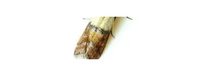 Maatskappy 16 beeld PEST CONTROL SPECIALISTS (PRETORIA CENTRAL & NORTH) Pretoria North Pest control specialists in Centurion GP