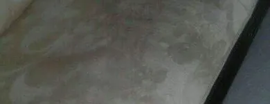 Business 17 image PINKY & THE STAIN PROFESSIONAL CARPET CLEANERS Upholstery cleaners in KZN in Port Elizabeth EC