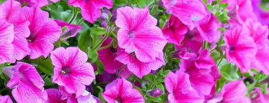 Business 3 image PLANTLAND MENLYN GARDEN CENTRE plant shop in Pretoria GP