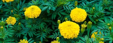 Business 6 image PLANTLAND MENLYN GARDEN CENTRE plant shop in Pretoria GP