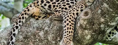 Maatskappy 2 beeld SAFARIS DOWN SOUTH Travel Agencies in Cape Town WC