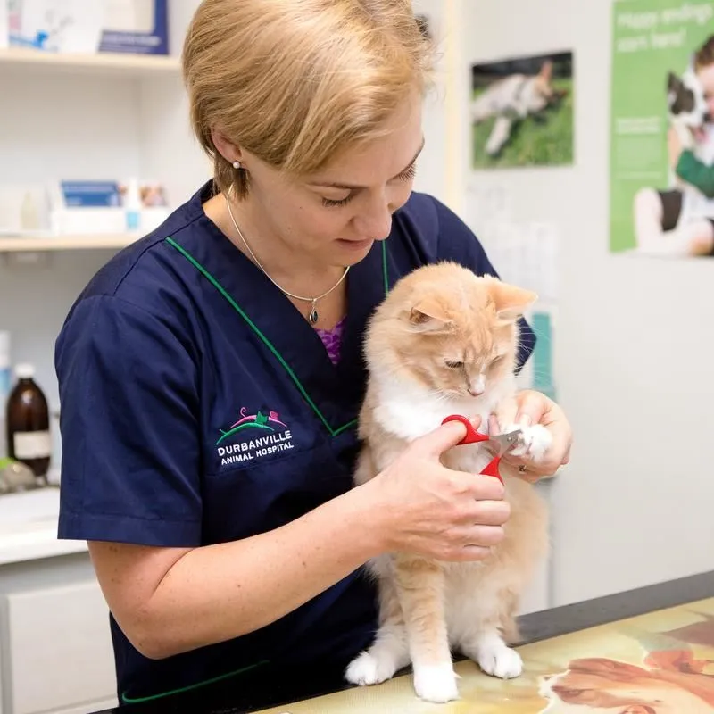 Maatskappy 8 beeld DURBANVILLE ANIMAL HOSPITAL