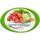 LURERE Tomatoes in Musina LP